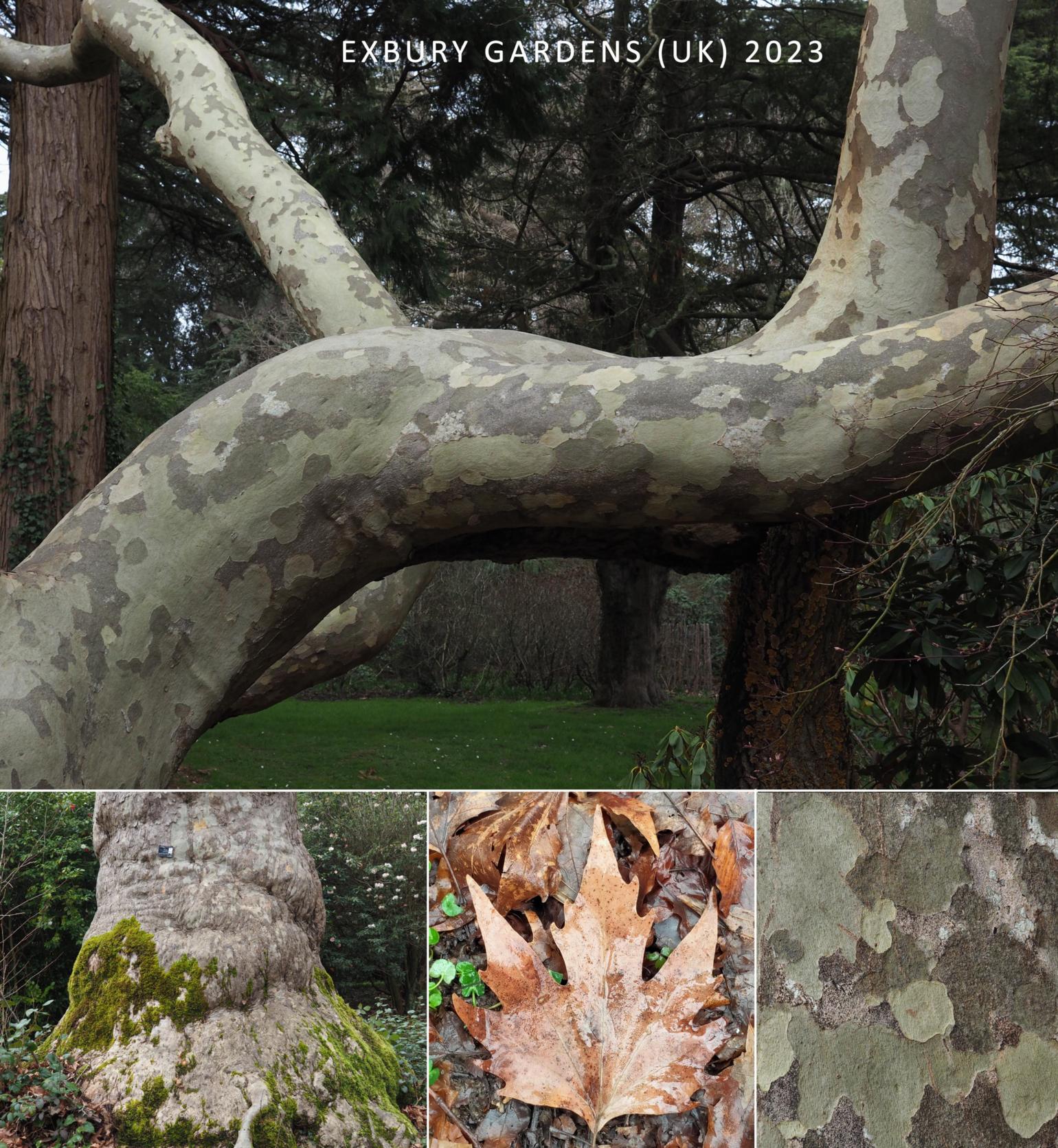Plane tree, Oriental